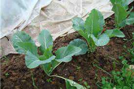 Высевать семена на рассаду можно двумя и даже тремя заходами, выдерживая между посевами интервал в недели