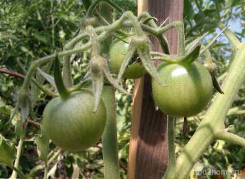 Как же правильно ухаживать за помидорами в теплице