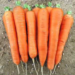 Особенности лучших сортов моркови: фото,