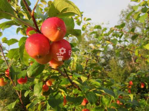 Особенности сортов яблонь для Урала: фото,